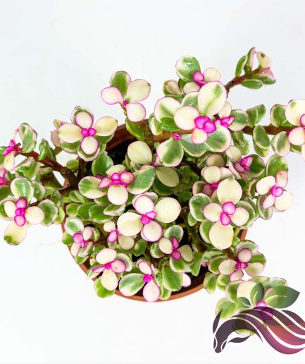 Portulacaria Afra Variegated 雅乐之舞 金枝玉叶