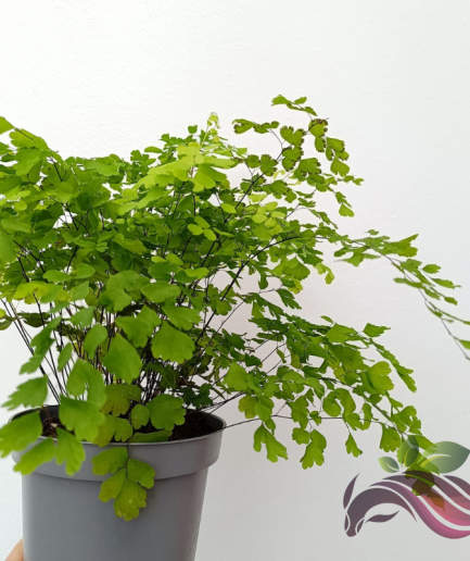 Maiden Hair Fern "Adiantum Tenerum" 铁线蕨