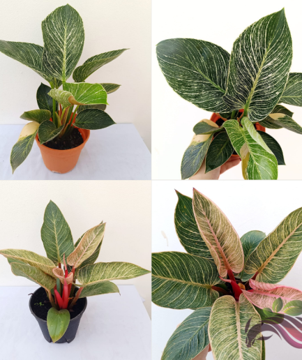 Philodendron Birkin Green / Philodendron Birkin Red