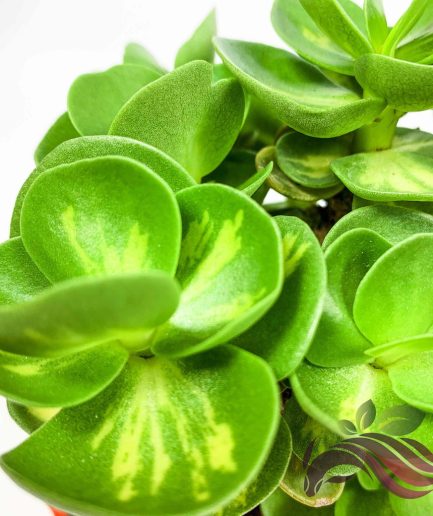 Portulaca Molokiniensis Green Portulaca Molokiniensis Variegated 金钱木 金钱木锦 Succulent Plant