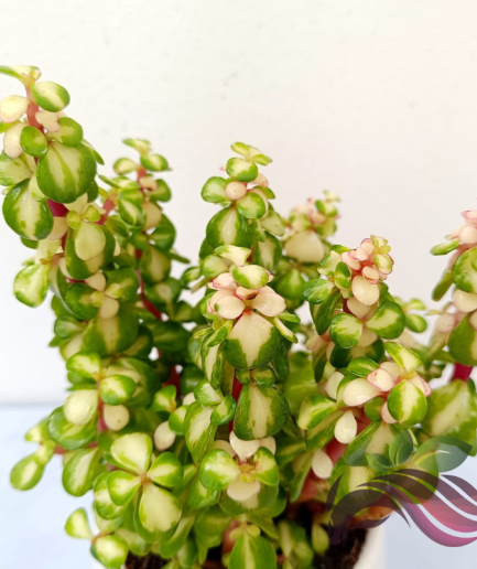 Portulacaria Afra 'Medio-Picta' 雅乐之华