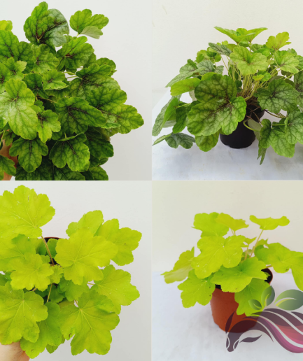 Heuchera / Coral Bells / Alumroot 矾根 / 珊瑚铃