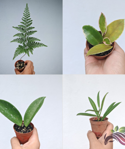 Wax Plant Hoya Fern Mini Indoor Plant