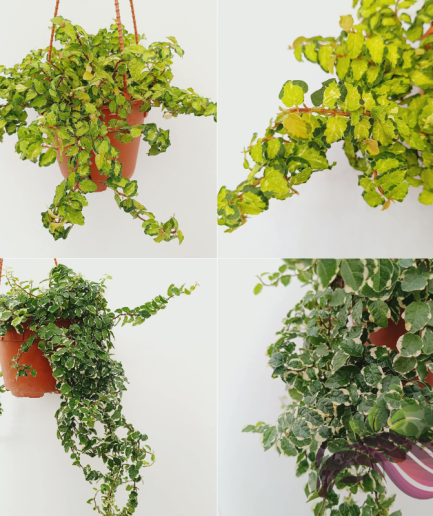 Ficus Pumila 'Sunny White' / Variegated Creeping Fig / Ficus Pumila 'Golden' 花叶薜荔