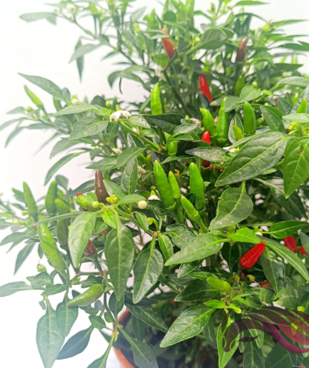 Chili Plant 辣椒树 Pokok Cili