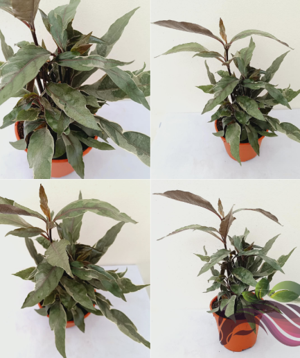 Caricature Pictum Variegated