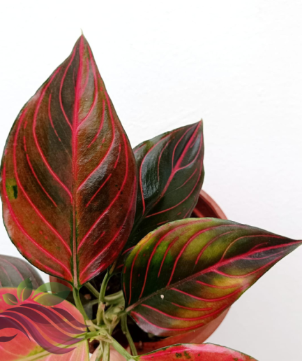 Aglaonema Red Vein Hybrid 红脉粗肋草/红脉皇后/红色倾城