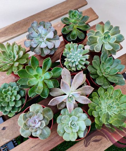 Mix Succulent Pot 85mm 多肉直径 85mm 盆 by LS Group