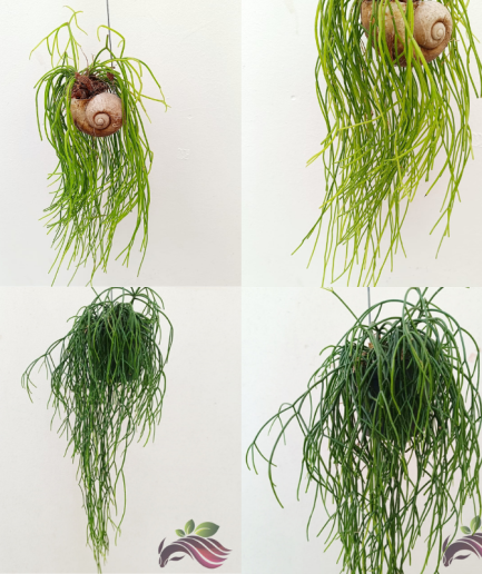 Rhipsalis Baccifera 丝苇 巴丝柳 Mistletoe Cactus