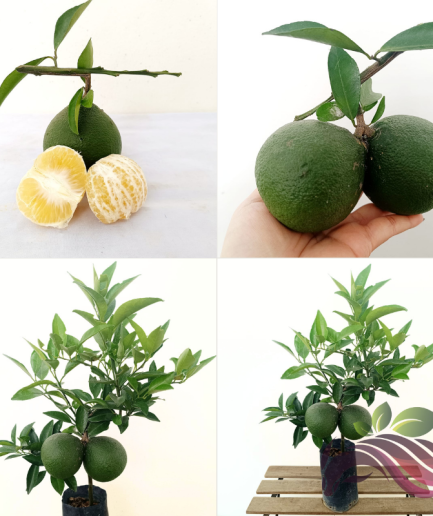 Limau Bali Sunkist Fruit Plant Dwarf Pomelo Anak Pokok Orange Oren