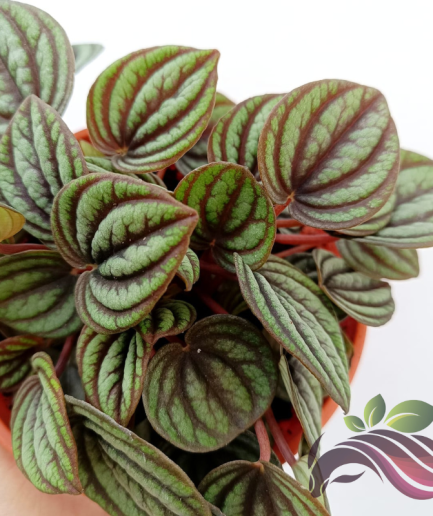 Peperomia Peacock