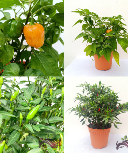 Chili Plant Ghost Pepper 辣椒盆栽 魔鬼椒盆栽 Cili Padi Pokok Cili Hantu