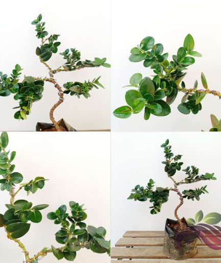 Carissa Macrocarpa / Natal Plum / Coin Plant / Money Plant 钱生钱 大花假虎刺 金钱树