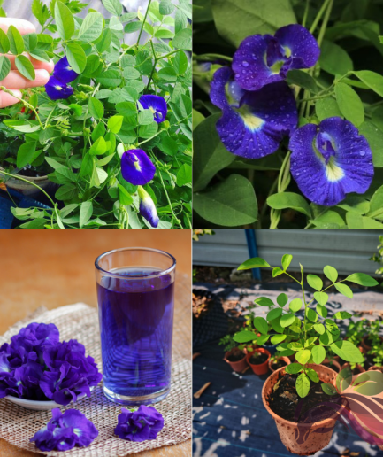 Clitoria Ternatea Bunga Telang Butterfly Pea 蝶豆花 蓝花