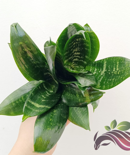 Sansevieria Hahnii 'Bird Nest'