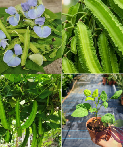 Winged Bean Plant Goa Bean Psophocarpus Tetragonolobus Kacang Botol Anak Pokok 翼豆 四棱豆
