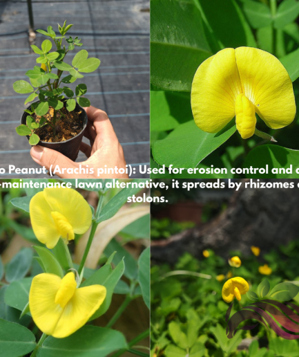 Pinto Peanut Arachis Pintoi 蔓花生