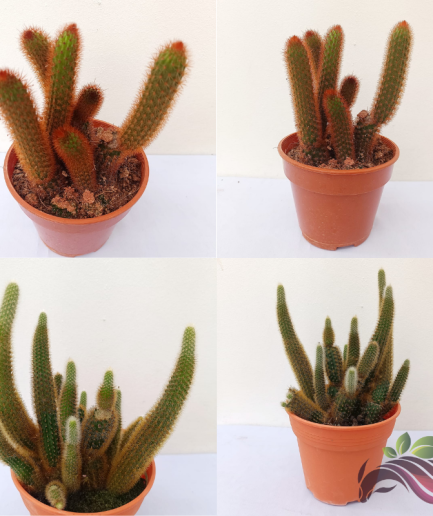 Cactus Cleistocactus Red Rat Tail 红鼠尾仙人掌 / Cactus Cleistocactus Golden Rat Tail 金鼠尾仙人掌 by LS Group