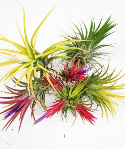 Air Plant Tillandsia Ionantha Collection Series 1 Sky Plant 空气草