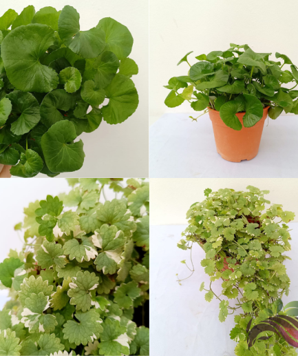 Pokok Pegaga / Pegaga Variegated 崩大碗 Pennywort Live Plant by LS Group