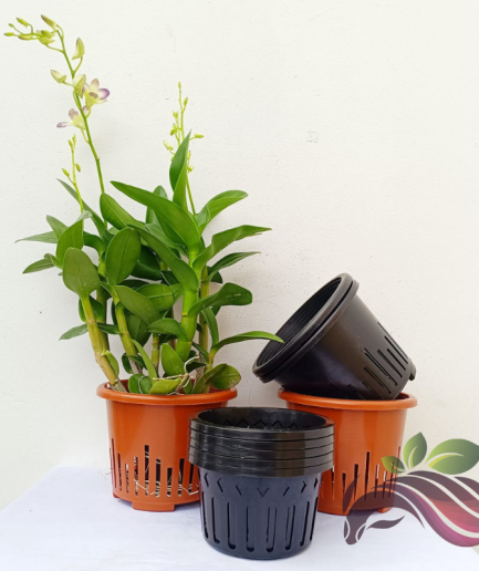 Plastic Orchid Pot 6 inch / 7 inch Pasu Plastic Orkid 兰花塑料盆