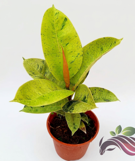 Ficus Shivereana "Moonshine Ficus" 月光橡皮树