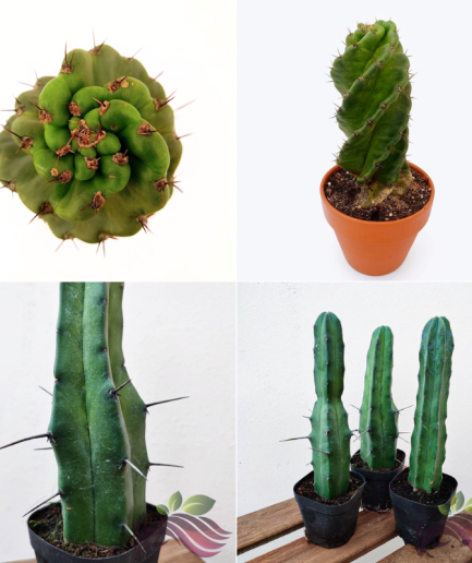 Blue Myrtle Cactus 蓝仙人掌 龙神柱 / Spiral Cactus 螺旋仙人柱