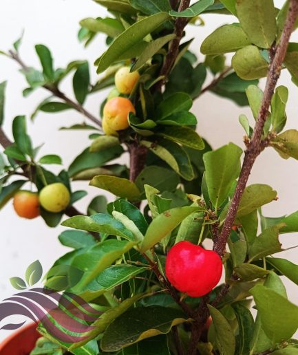 Cherry Barbados Anak Pokok Ceri Barbados 西印度樱桃果树 巴巴多斯樱桃