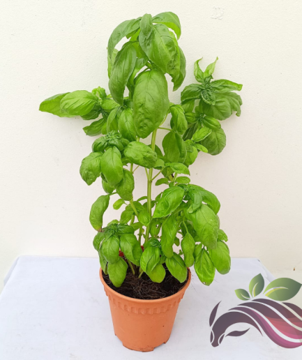 Sweet Basil Plant Pokok Herba 甜罗勒