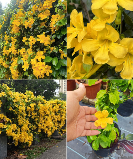 Cat's Claw Plant / Dolichandra Unguis-Cati / Climbing Vine 猫爪藤 Pokok Menjalar