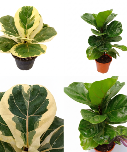 Ficus Lyrata / Ficus Lyrata Variegated 琴叶榕 / 斑叶琴叶榕