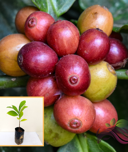 Arabica Coffee Plant Pokok Kopi Coffea Arabic 咖啡树苗