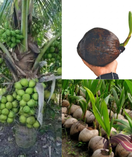 Kelapa Pandan Sprouted Coconut / PandanCoconut Sprout / Fragrant Coconut Sprout 斑斓叶子芽 香椰芽 香兰椰芽