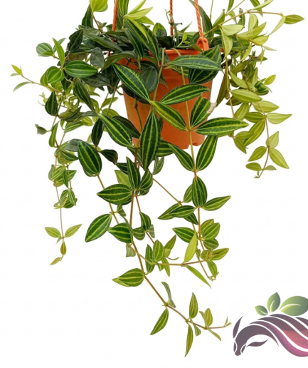 Peperomia Parallel