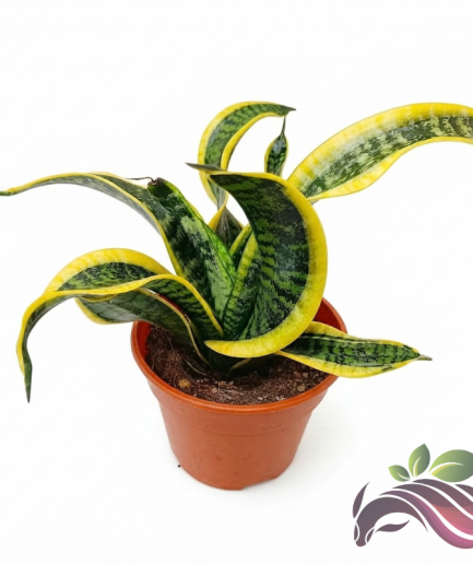 Sansevieria Twisted Sister 虎尾兰