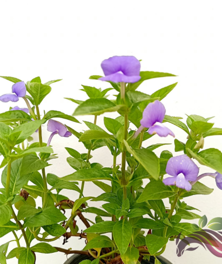 Amazon Blue Flower / Brazilian Snapdragon / Achetaria Azurea 蓝金花 / 巴西金鱼草