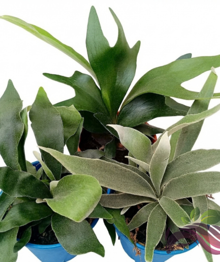 Staghorn Fern On Pot / Platycerium On Pot 鹿角蕨  / 鹿角 / 附生蕨类植物 Platycerium Attach On Wood
