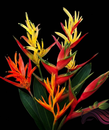 Heliconia Series