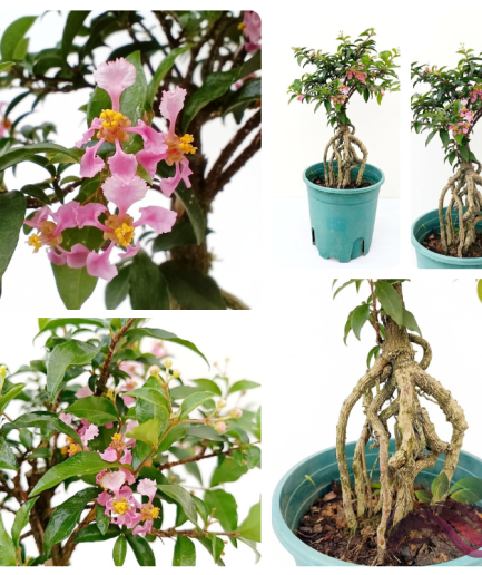 Cherry Ginseng / Prunus Cerasifera / Lee Cherry Stem / Root Bonsai Shaped 樱桃小盆栽 提根造型盆栽