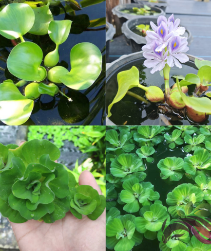 Water Lettuce Kiambang 浮萍 水莴苣 / Water Hyacinth 水葫芦 Aquatic Plant