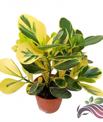 Clusia Rosea Variegata / Variegated Autograph Tree / Pitch Apple