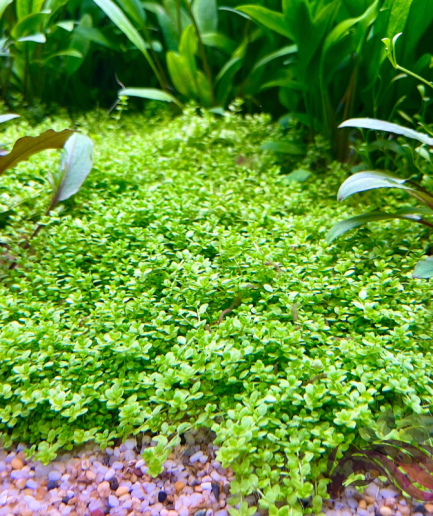 Hemianthus Callitrichoides (HC Cuba) / Micranthemum sp. 'Monte Carlo'