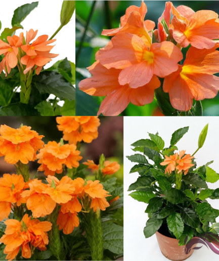 Crossandra / Crossandra Infundibuliformis / Firecracker Flower / Krosandra Oren 鸟尾花