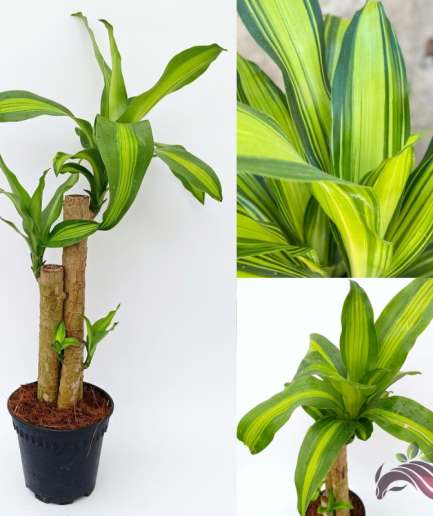 Dracaena Fragrans 2FT / Corn Plant / Pokok Besi 巴西木 铁树 香龙血树