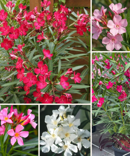 Oleander / Bunga Nerium / Nerium Oleander 夹竹桃