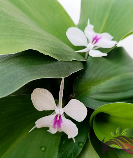 Aromatic Ginger Plant / Pokok Cekur Makan / Kaempferia Galanga / 沙姜苗 山姜 沙姜 / Sand Ginger