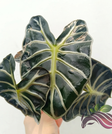 Alocasia Parasol