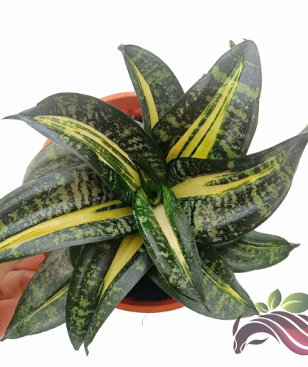 Sansevieria Trifasciata 'Lucille Polan'
