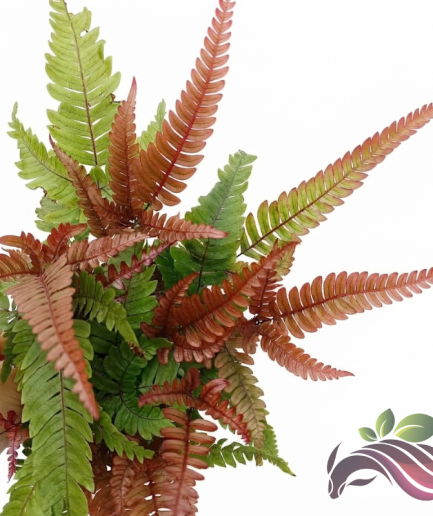Painted Brake Fern Pteris Quadriaurita 'Tricolor' 三色凤尾蕨